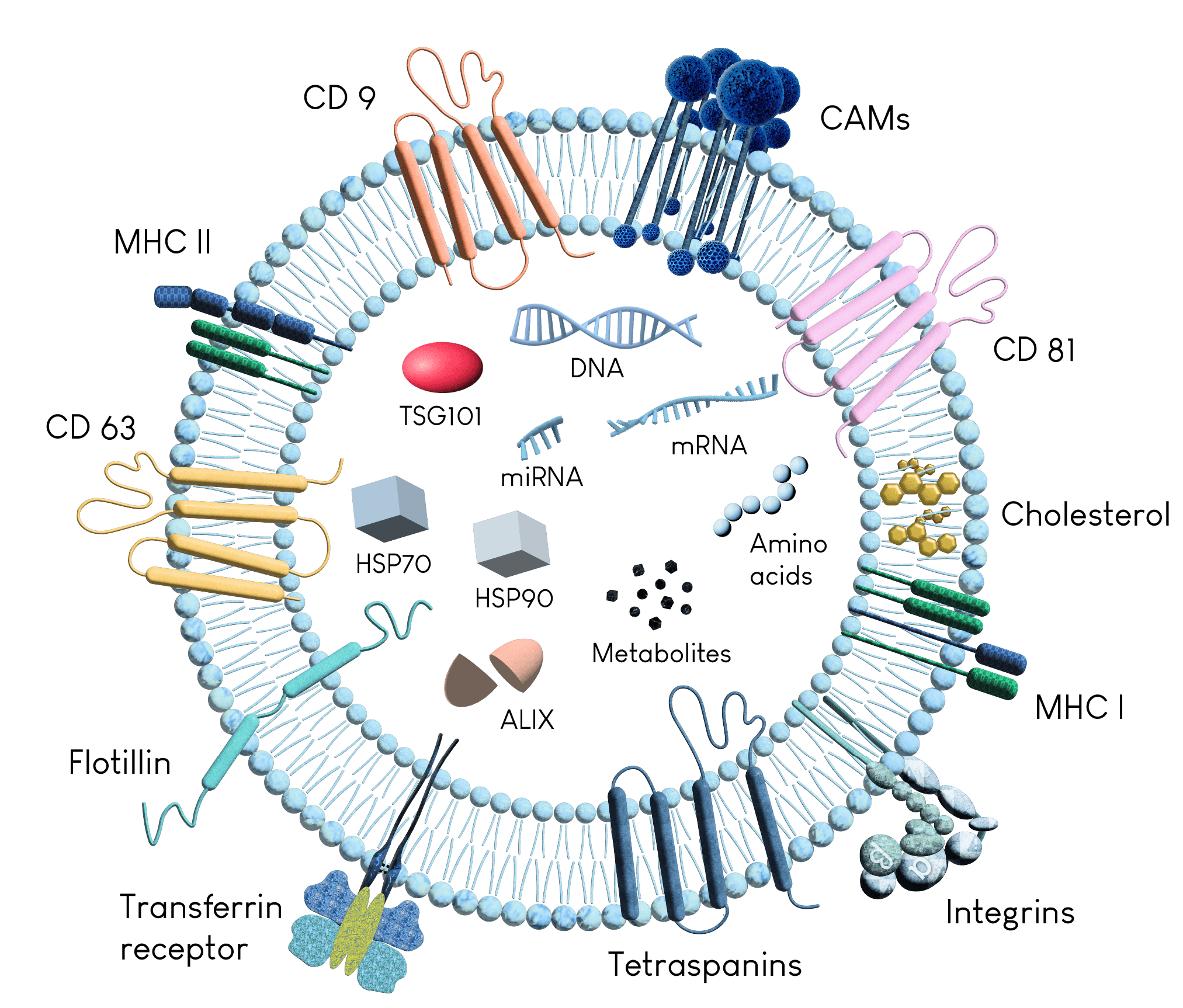 Illustration depicting the structure of exosomes, which are extracellular vesicles containing nucleic acids, proteins, lipids, and metabolites. Exosomes are secreted by cells into the extracellular space for intercellular communication.